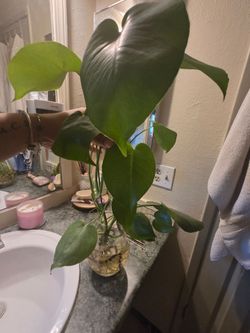 Monstera  deliciossa