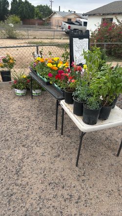 Assorted Potted Plants and Flowers
