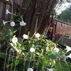   🦋   MOVING MESQUITE TX   🦋