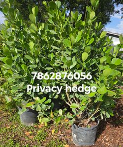 Huge clusias about 7 feet tall instant privacy hedge for fence