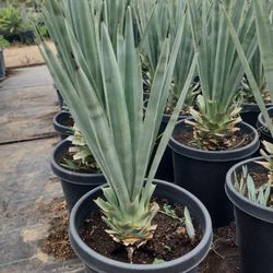 Agave