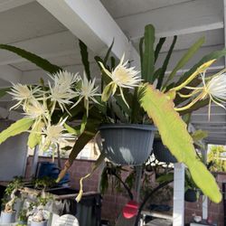 White Epiphyllum Big