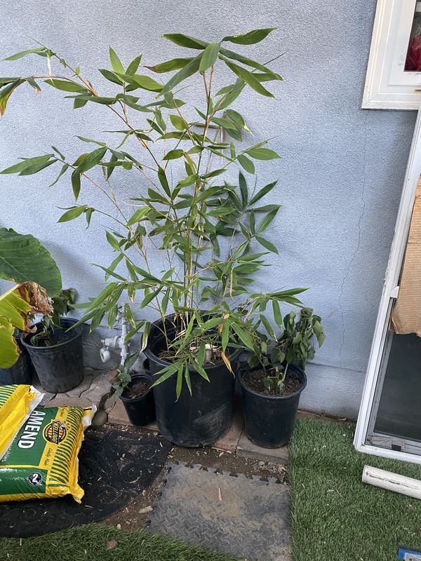 Bamboo plant for Sale in San Diego, CA OfferUp