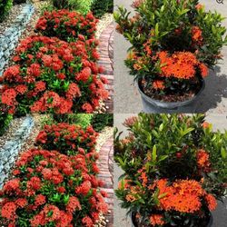 Ixora Red In Bloom In 3gal Plantas De Cruz De Malta