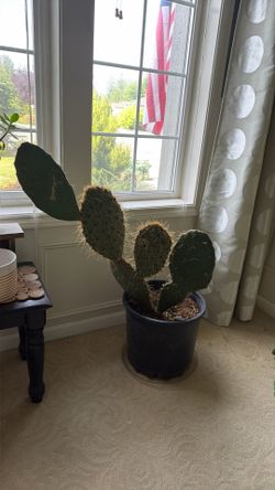 Large 5-Pad Prickly Pear Cactus – Established & Healthy