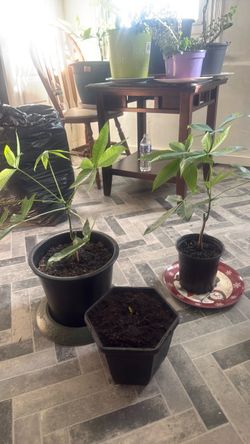 Money tree 15$ each one