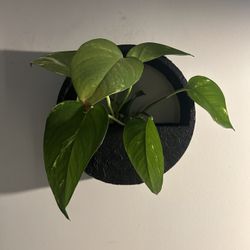 POTHOS WITH CUSTOM WALL POT