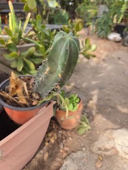 Cactus