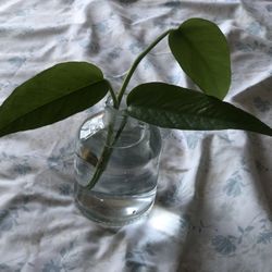 Cebu Blue Cutting With Root!