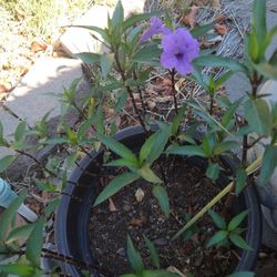 Purple Flowers Plant And Pot Included 