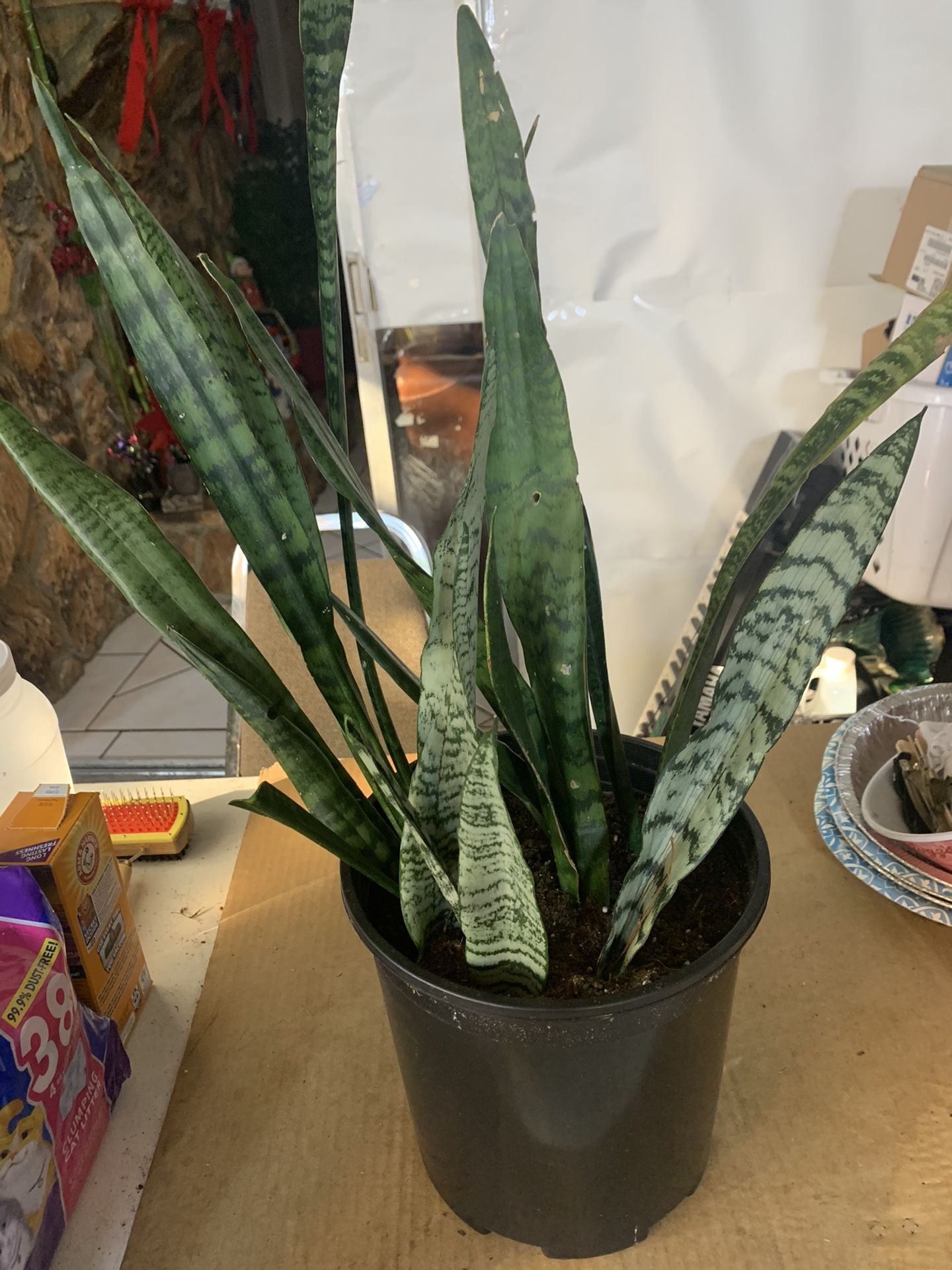 Big Snake Plant