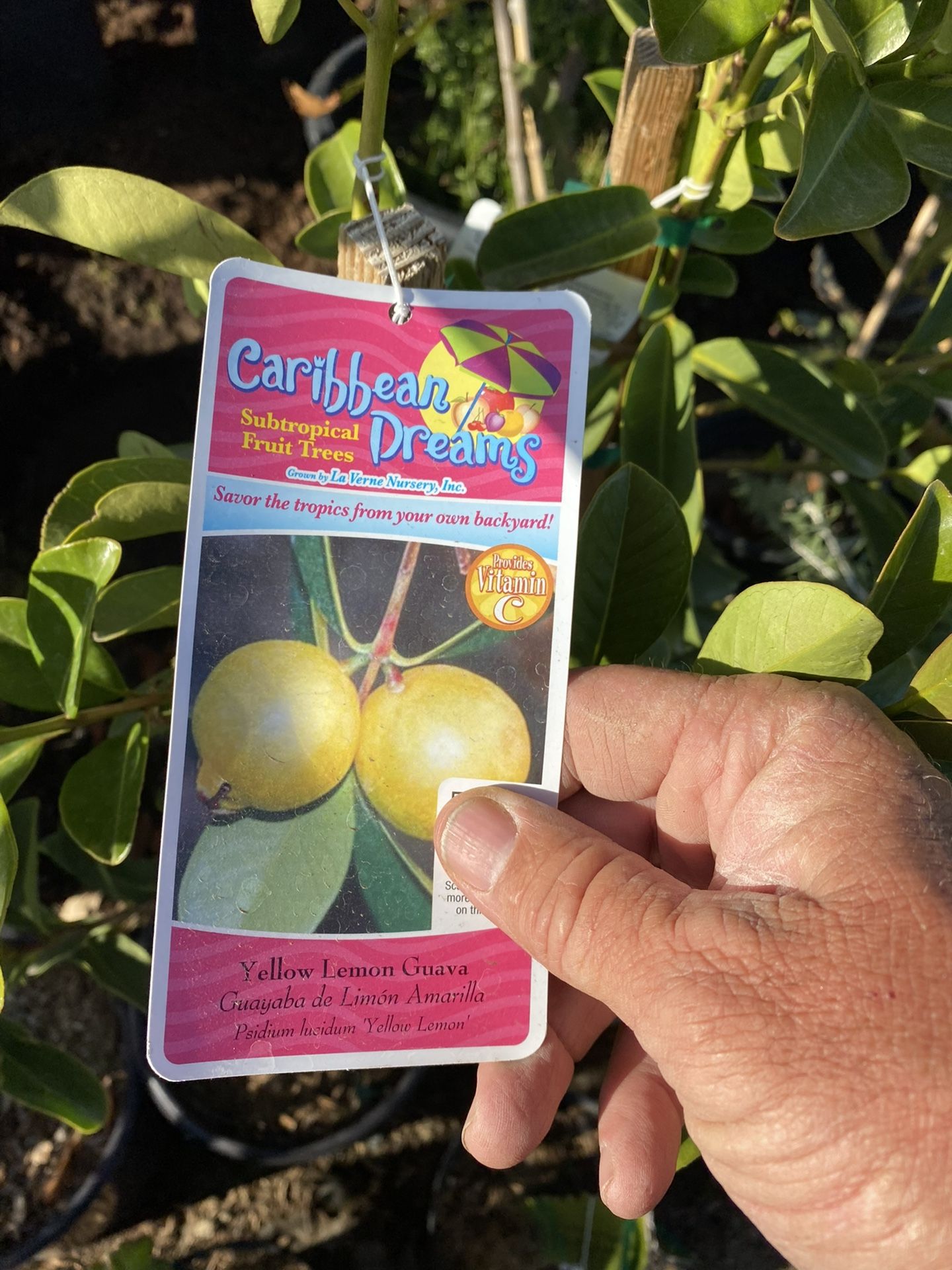 Yellow Lemon Guava