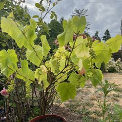 Grape Plants 