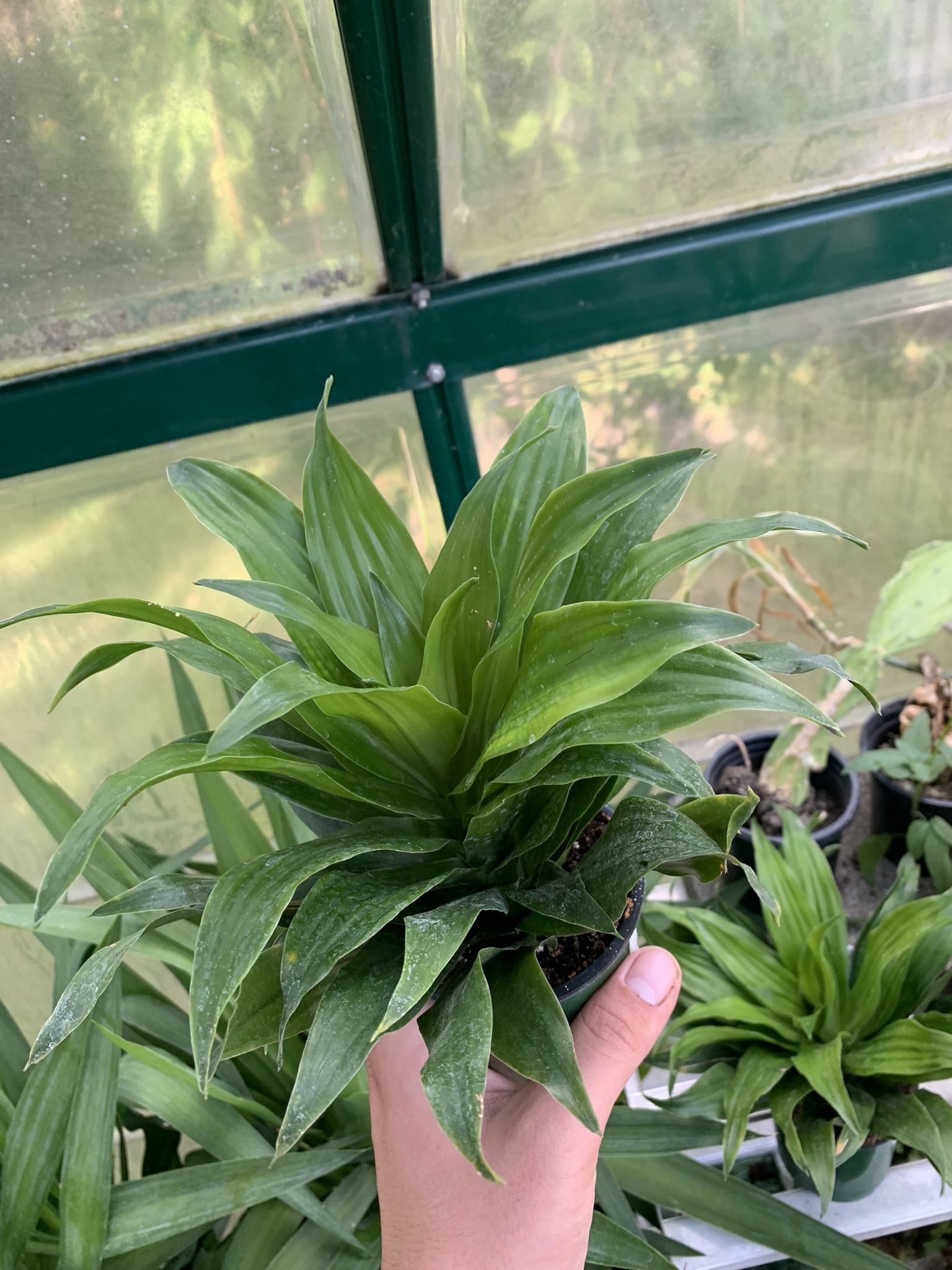 Janet Craig Dracana Plants!! $12 Each!!
