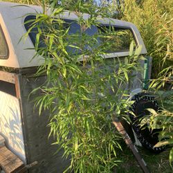 Green fastuosa bamboo
