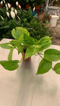 4” pot golden potho