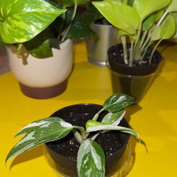Well Rooted White Wizard Tissue Culture