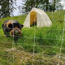 EZ Hutch Hog Hutches 