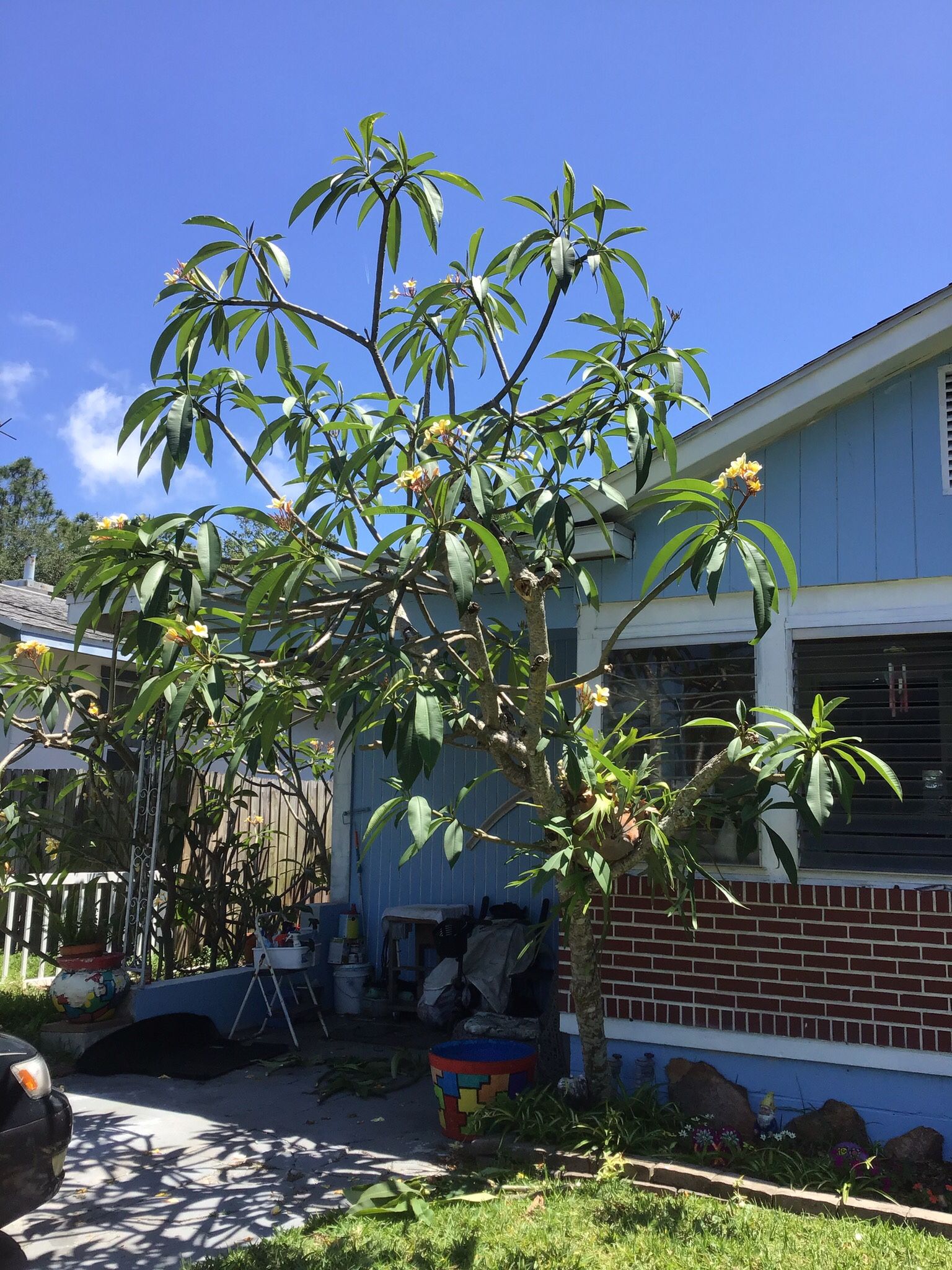 Plumeria All Sizes 1’ To 10’ You Pick Em I Cut Em