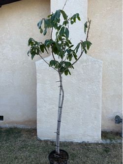 Longan Fruit Tree
