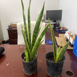 Sneak plant/ lengua de suegra