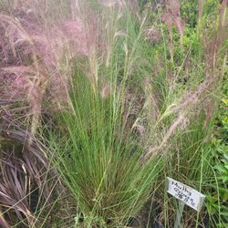 Mulhy Grass
