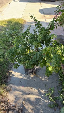 a variegated pink bougainvillea plant,