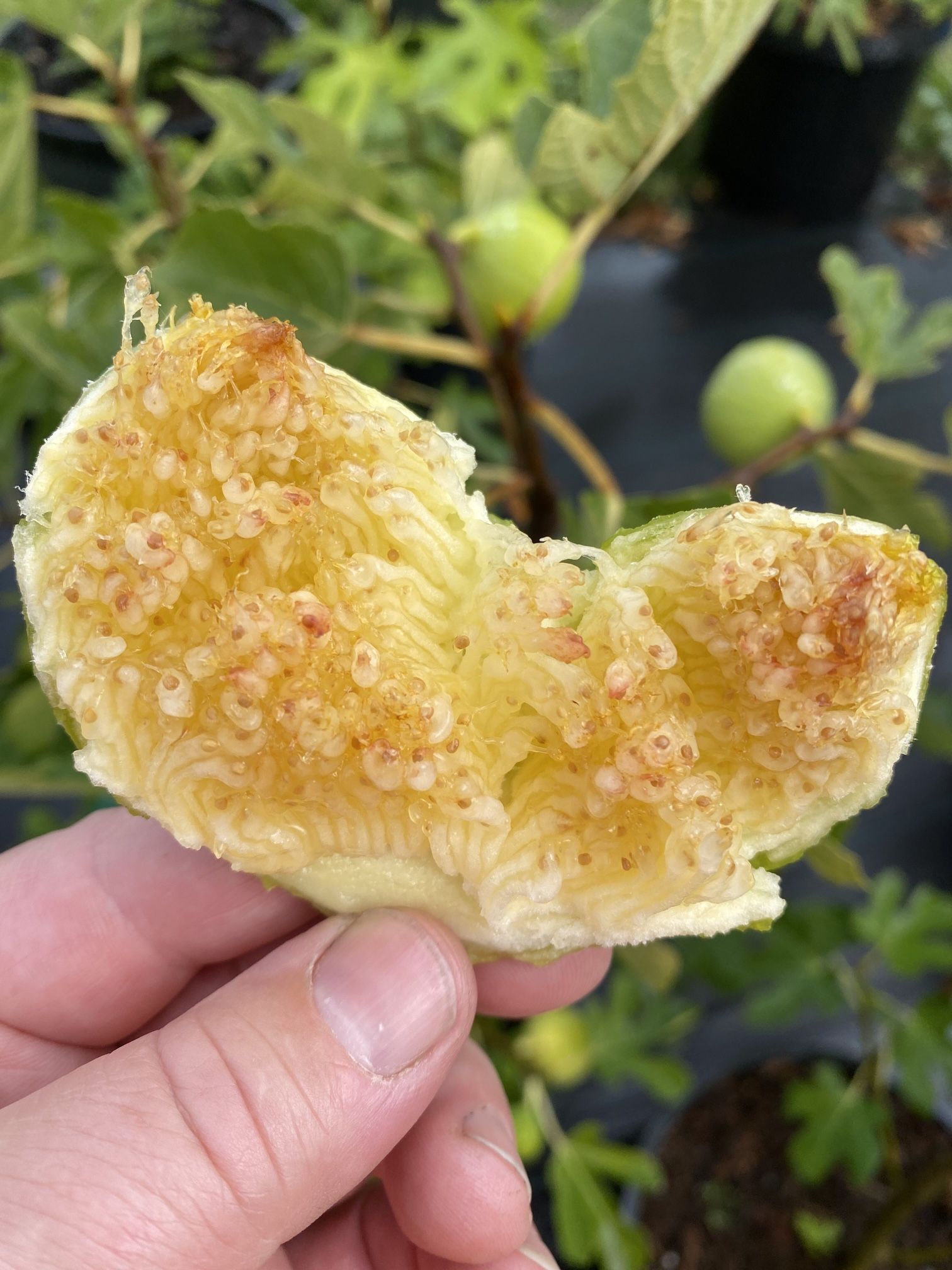 FIG LSU GOLD 3 Years Old Tree.