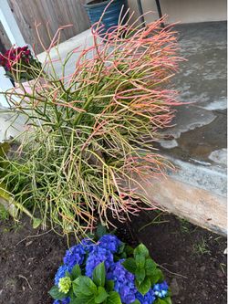 Fire coral plant for sale