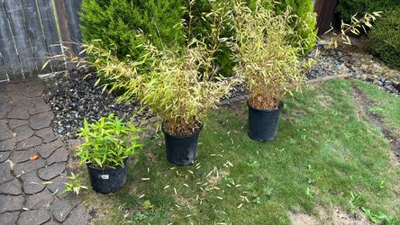Three Bamboo Plants (7 gal)