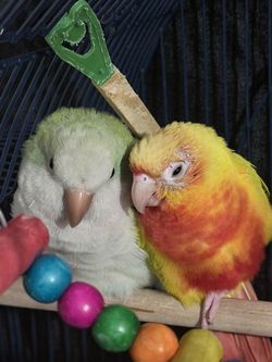 IS0 free bird items or accessories or birds!