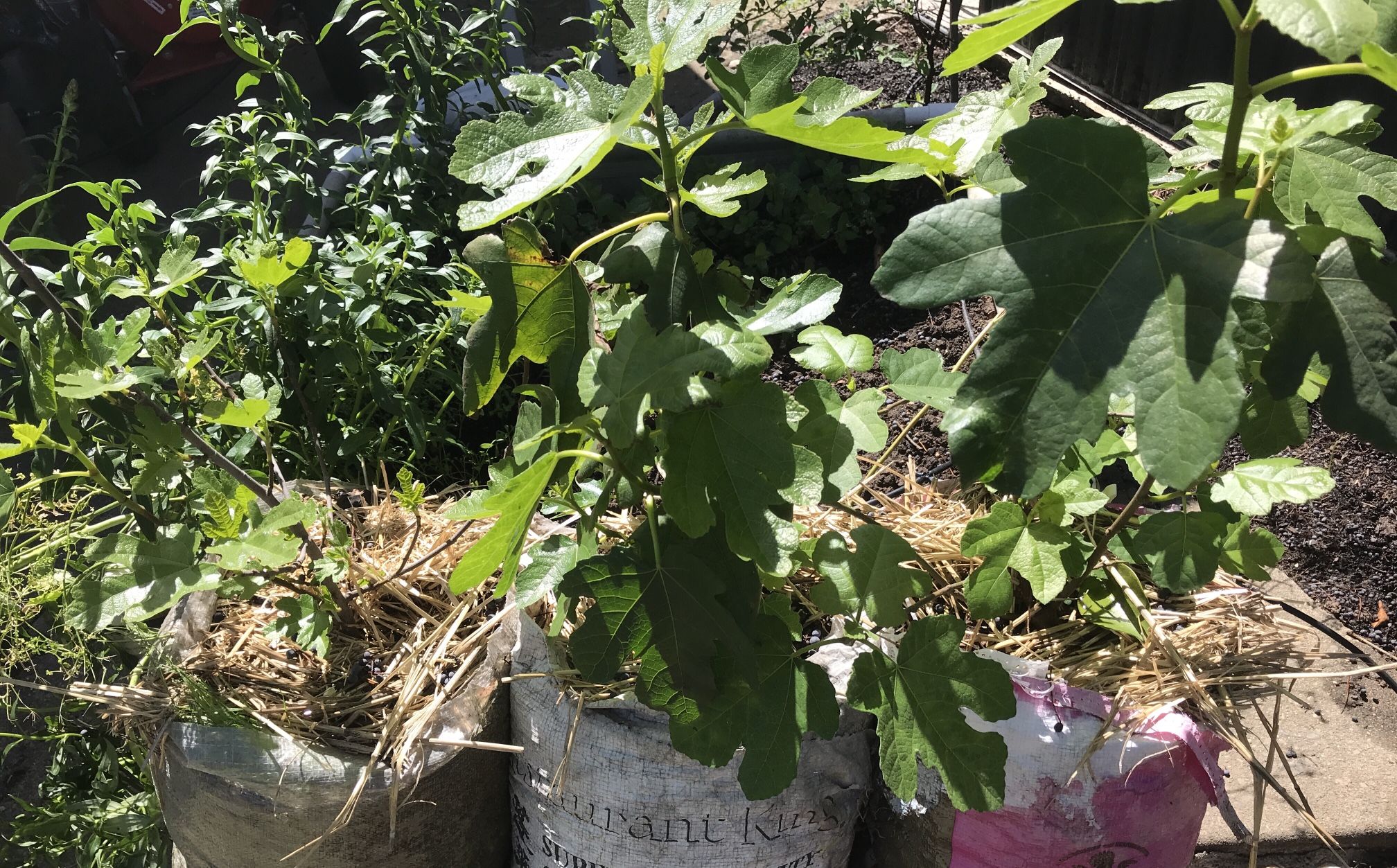Fig Tree Turkish Organic Tree