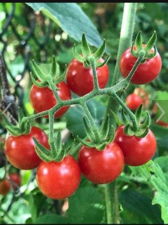 Everglades Tomato Plants