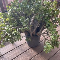 🪻🪴PLANTS FOR SALE! ‼️