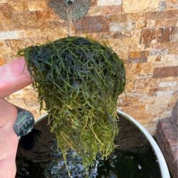 Live Java Moss For Aquarium Or Pond 