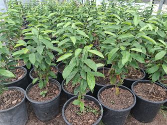 Guanabana