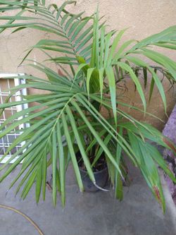 King palm tree