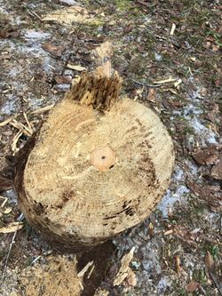 Wood For sale Pine**