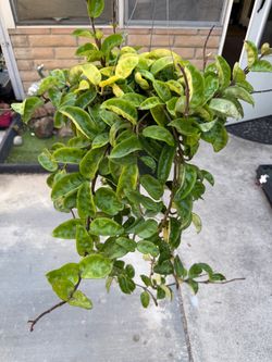 Hoya Krinkle 8
