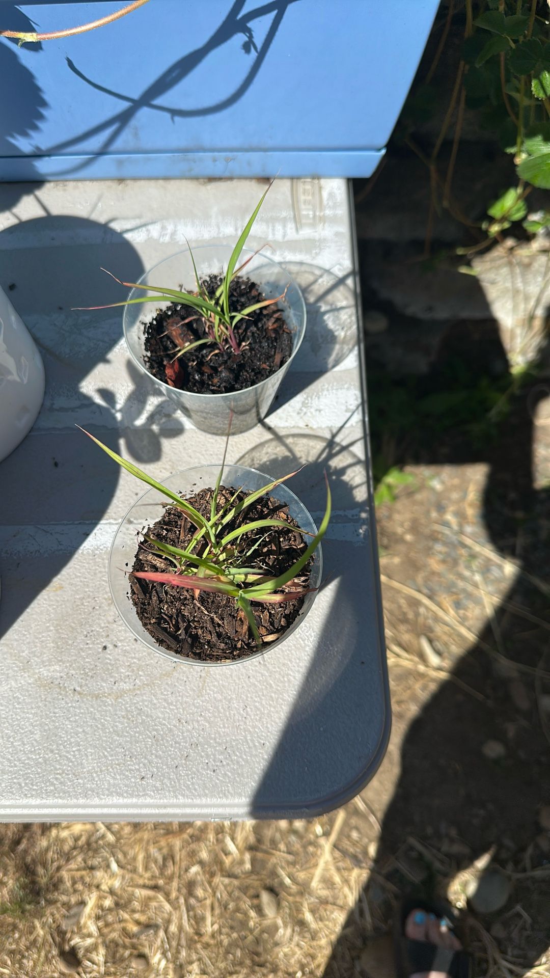 Lemongrass