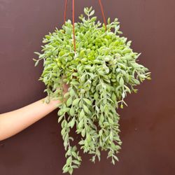 6” cotyledon pendens succulent 