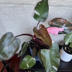 Rare, Veriegated House Plants