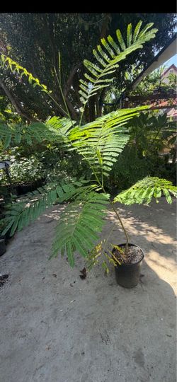 árbol de fuego o tabachin 5 galones