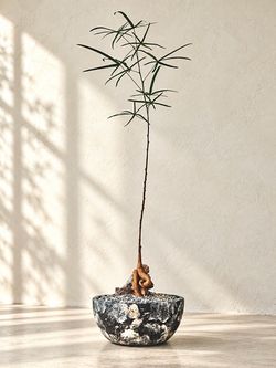 ~ 33” Tall Queensland Bottle Tree/ Brachychiton Rupestris (Planter Included) #Q1 ‘Local LA Seller’