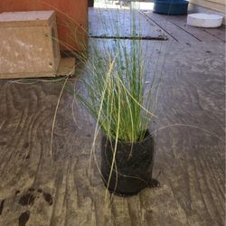Garden Plant 