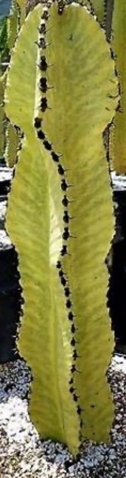 3.5 Ft Euphorbia Variegated Ammak