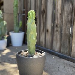 Small Totem Pole Plant 