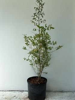 Sweet Pomegranate Tree