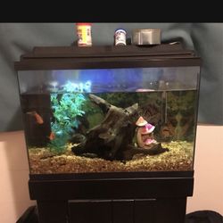 Fish Tank With Stand