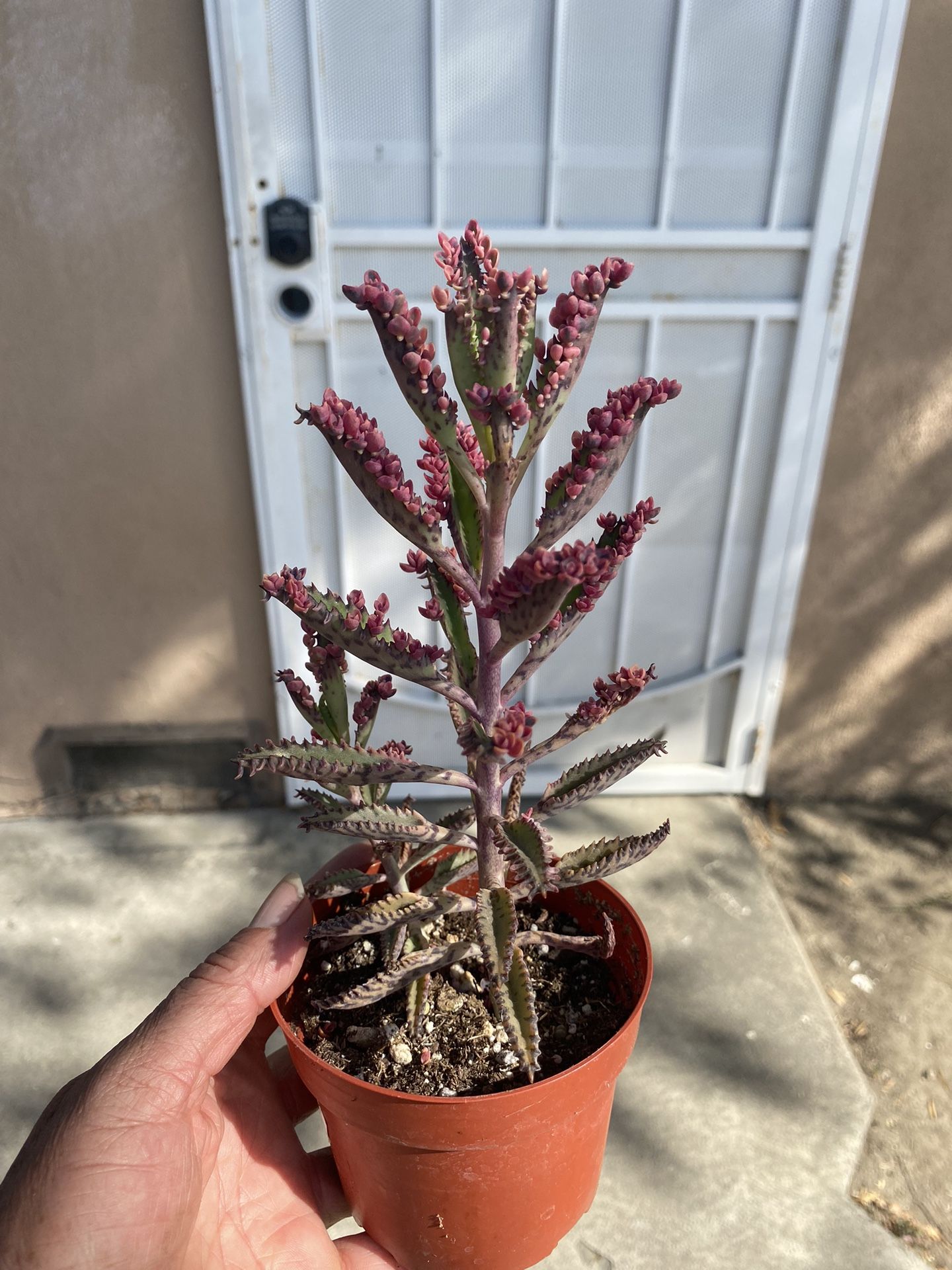 Succulent (pink)